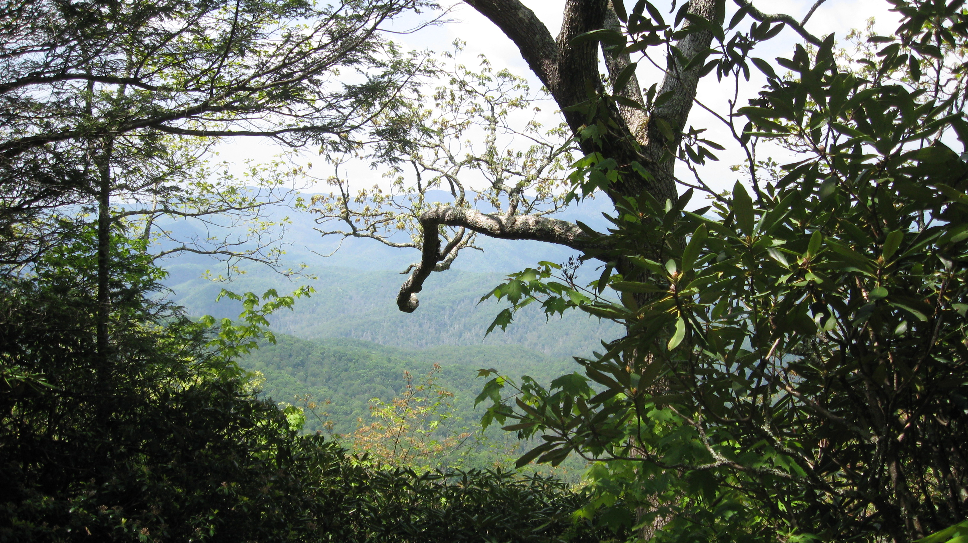 View into Big Cataloochee