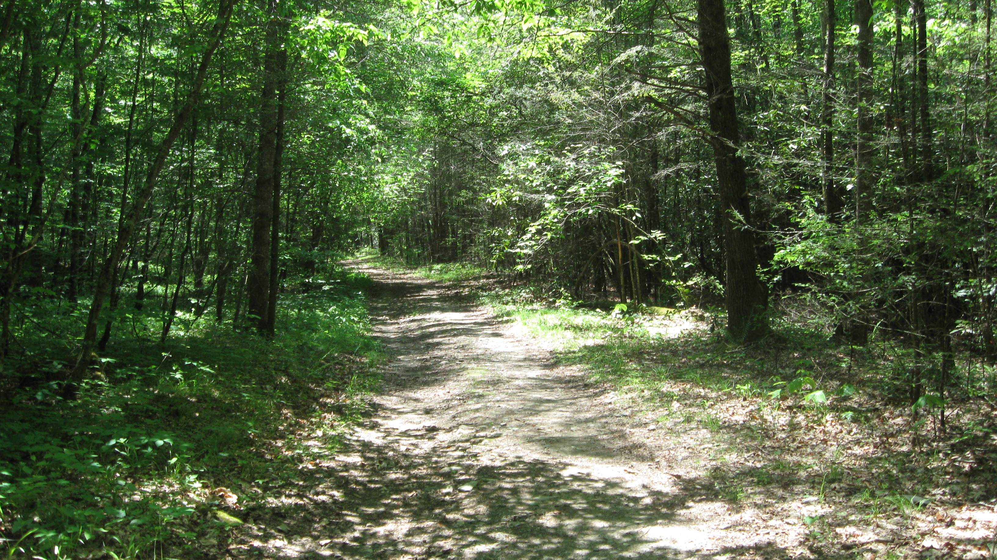 Looking back on Pretty Hollow Trail
