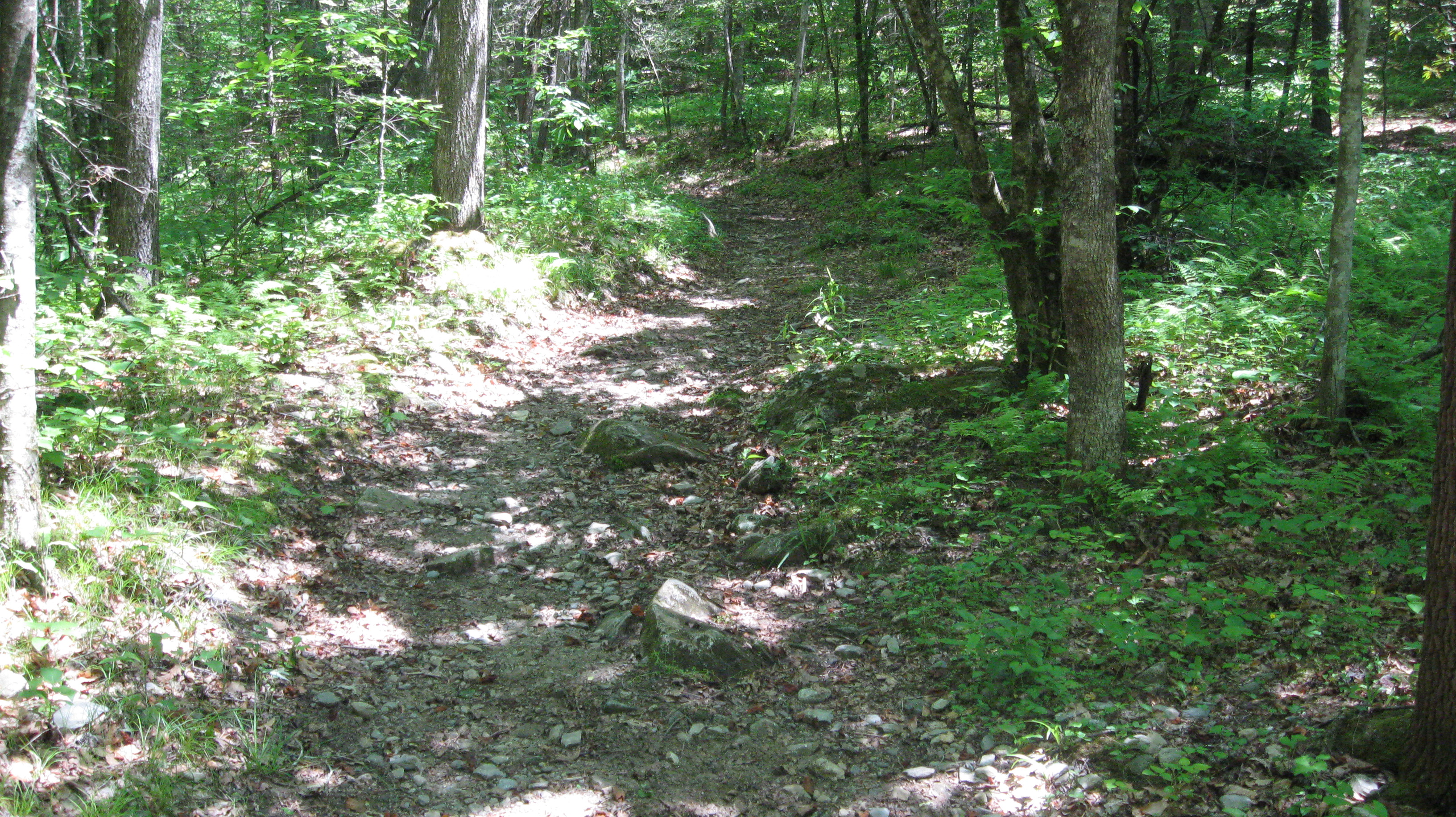 Looking up Little Cataloochee trail from trailhead