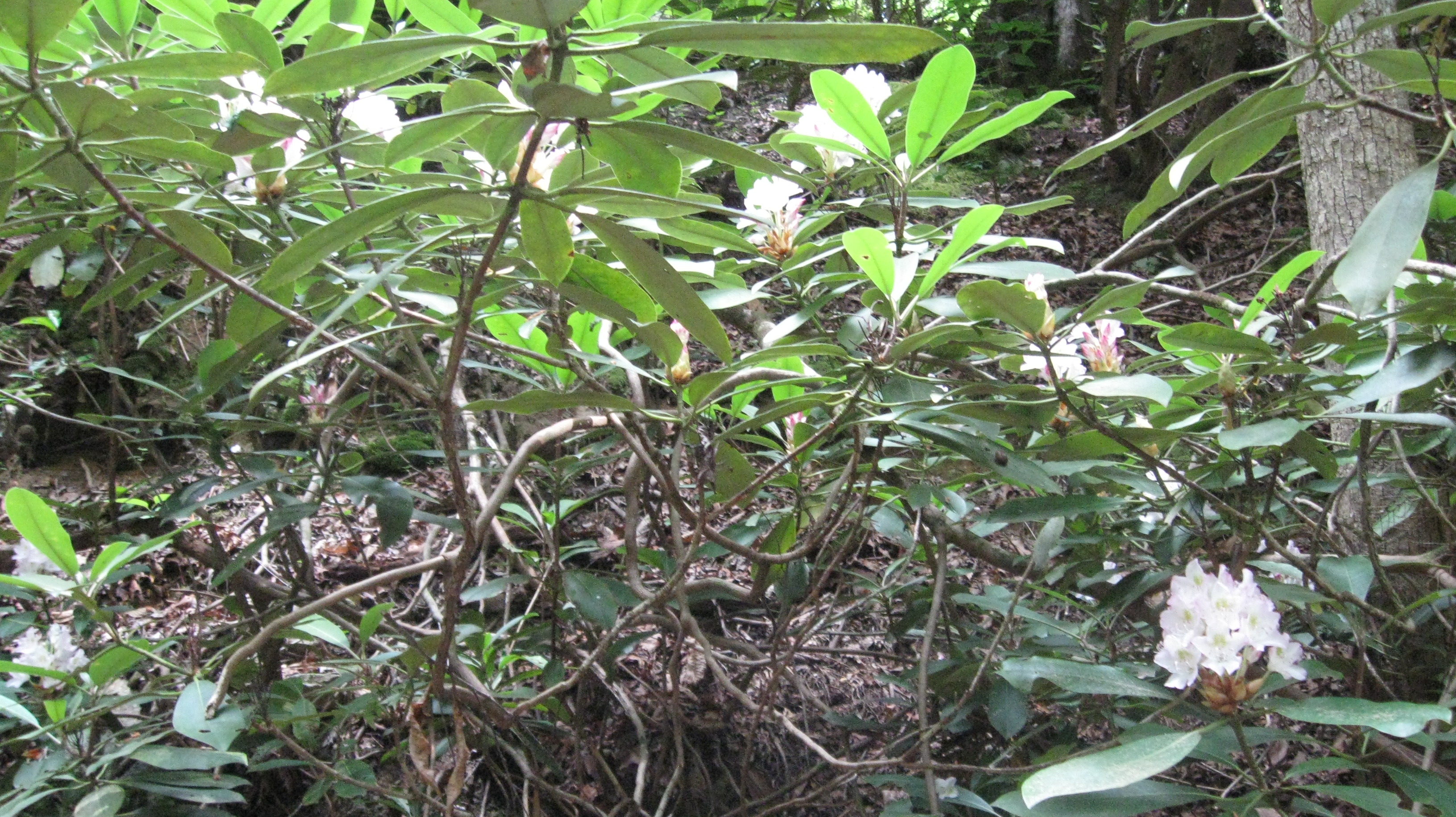Chestnut Branch - rhododendron