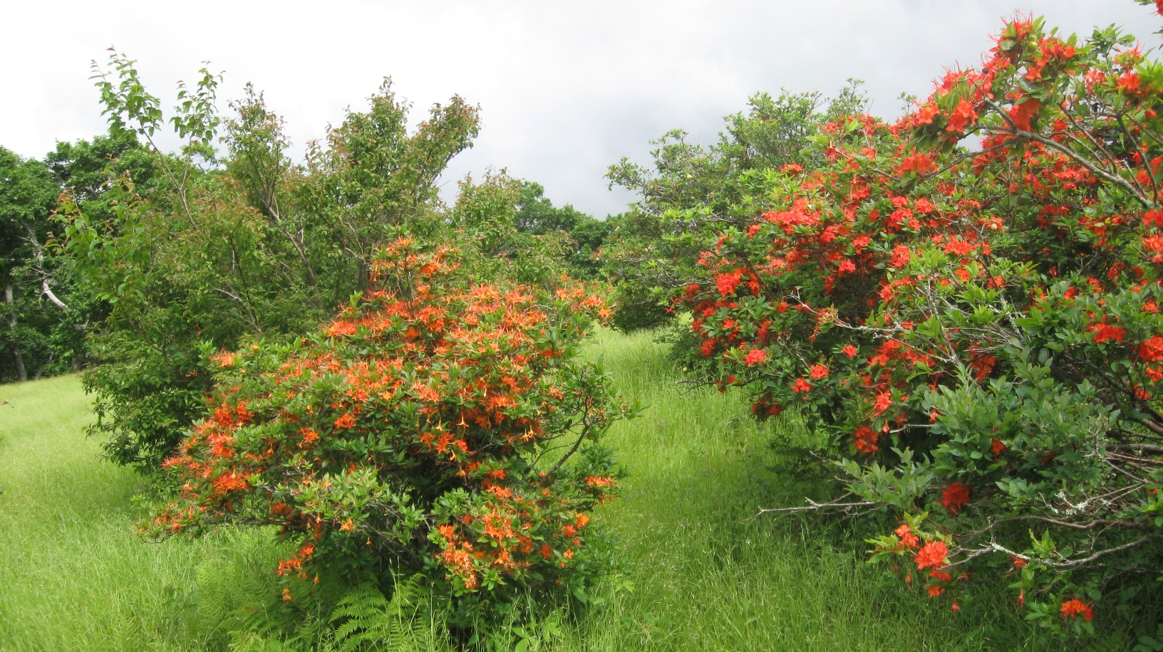 Flame azaleas on Gregory Bald