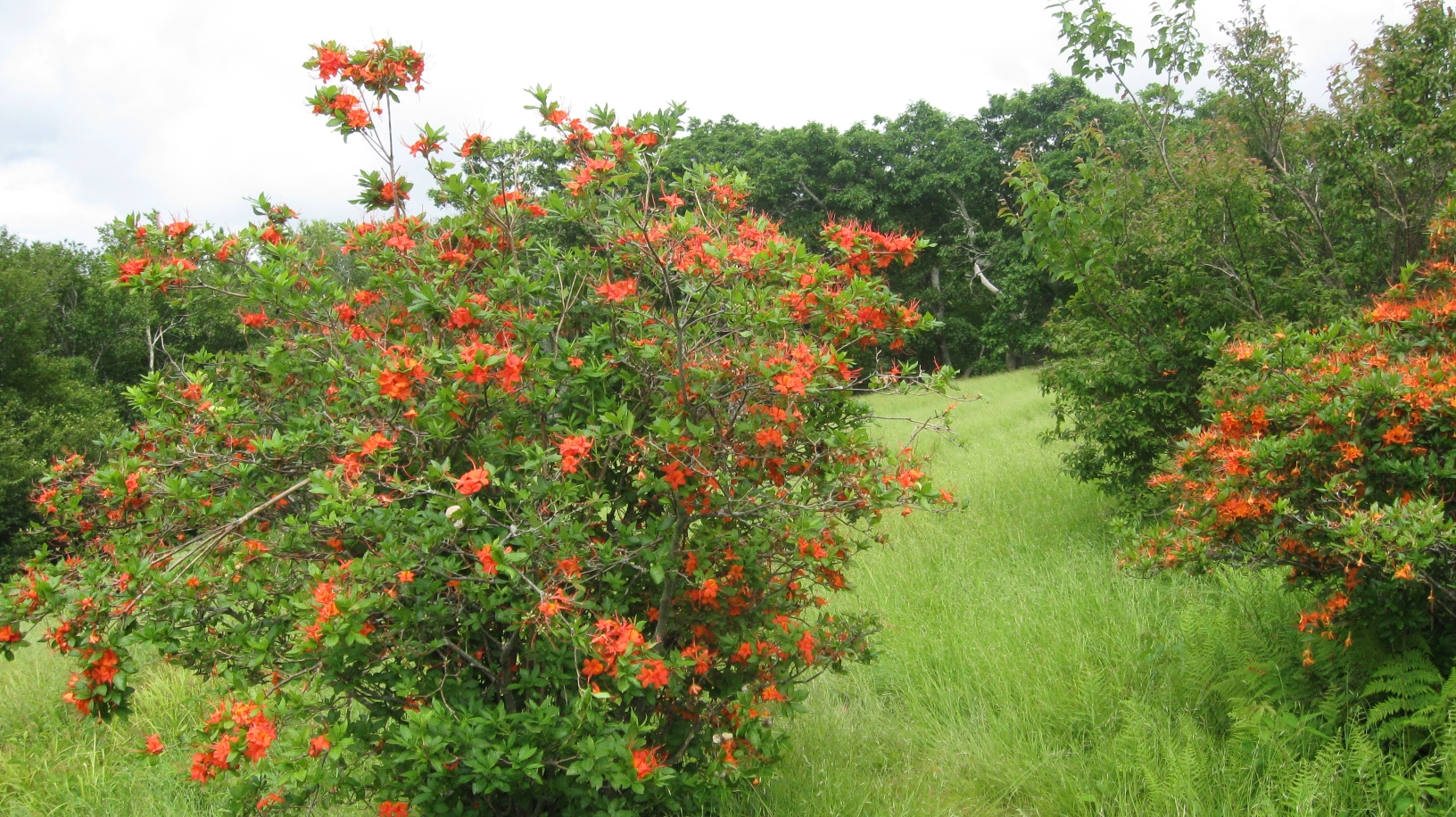 Flame azaleas on Gregory Bald