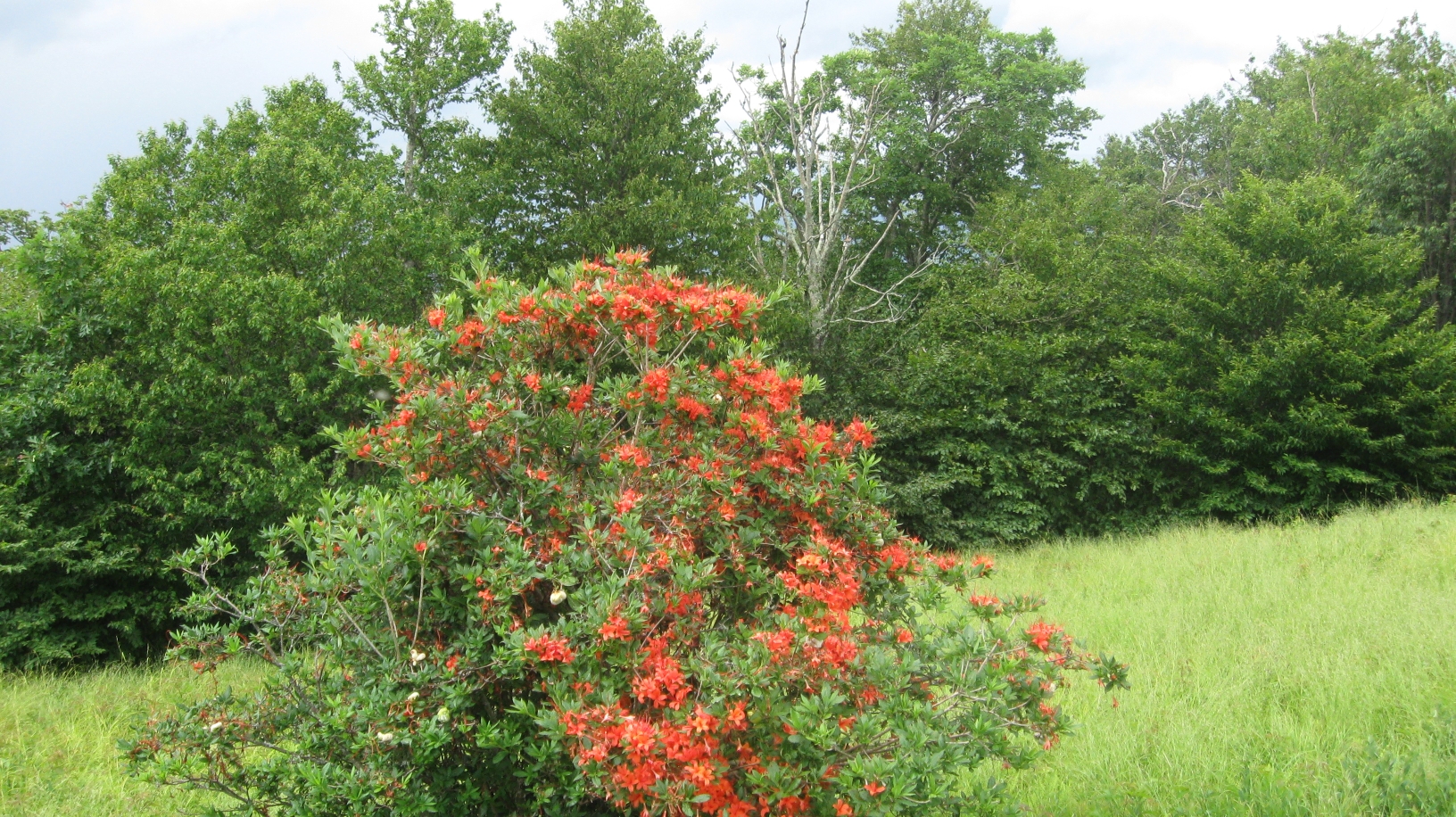 Flame azaleas on Gregory Bald