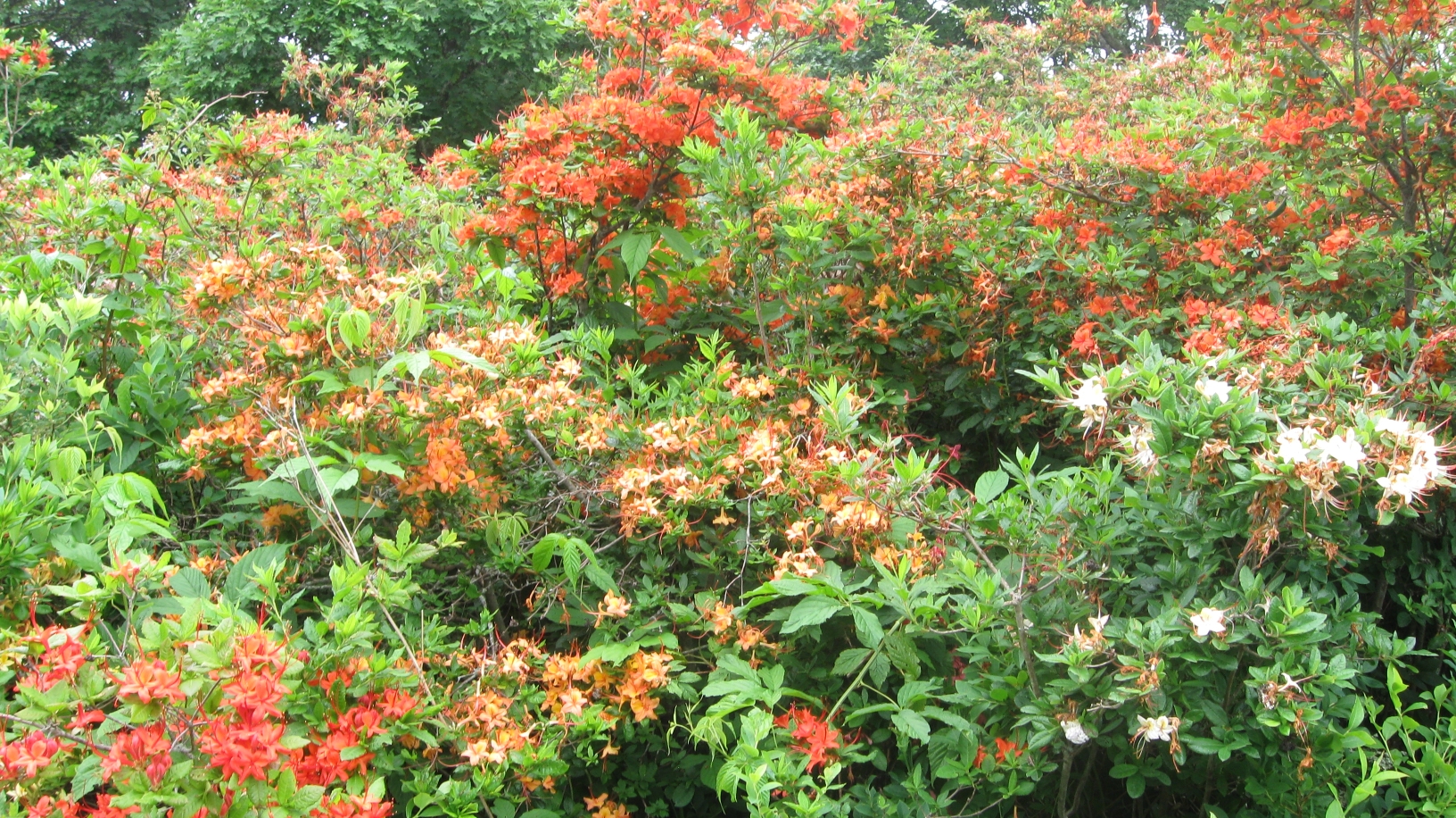 Flame azaleas on Gregory Bald