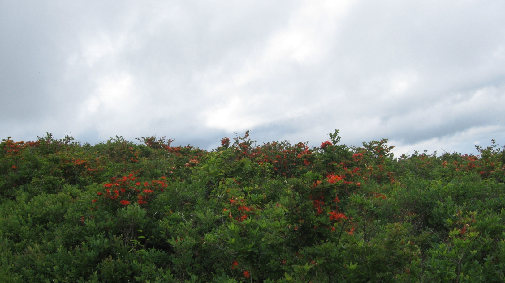 Flame azaleas on Gregory Bald